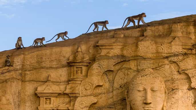 dambulla polonnaruwa sigiriya allinclusive tour
