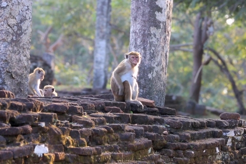 Dambulla: all-inclusive tour van Polonnaruwa en Sigiriya
