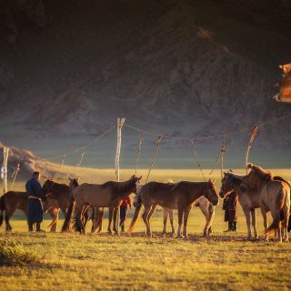 Von Ulaanbaatar: Tagesausflug zum Hustai-Nationalpark