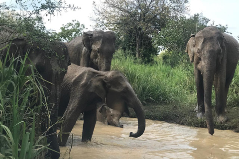 Safari i Minneriya nationalpark (privat safari)