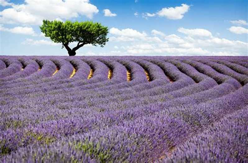 lavender tour nice