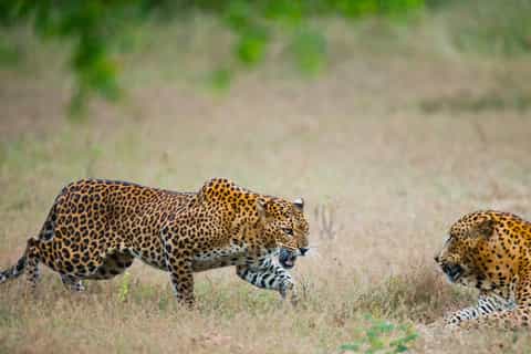 Full-Day Leopard Safari at Yala With Picnic Lunch