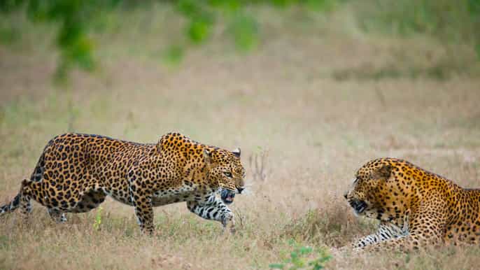 fullday leopard safari at yala with picnic lunch