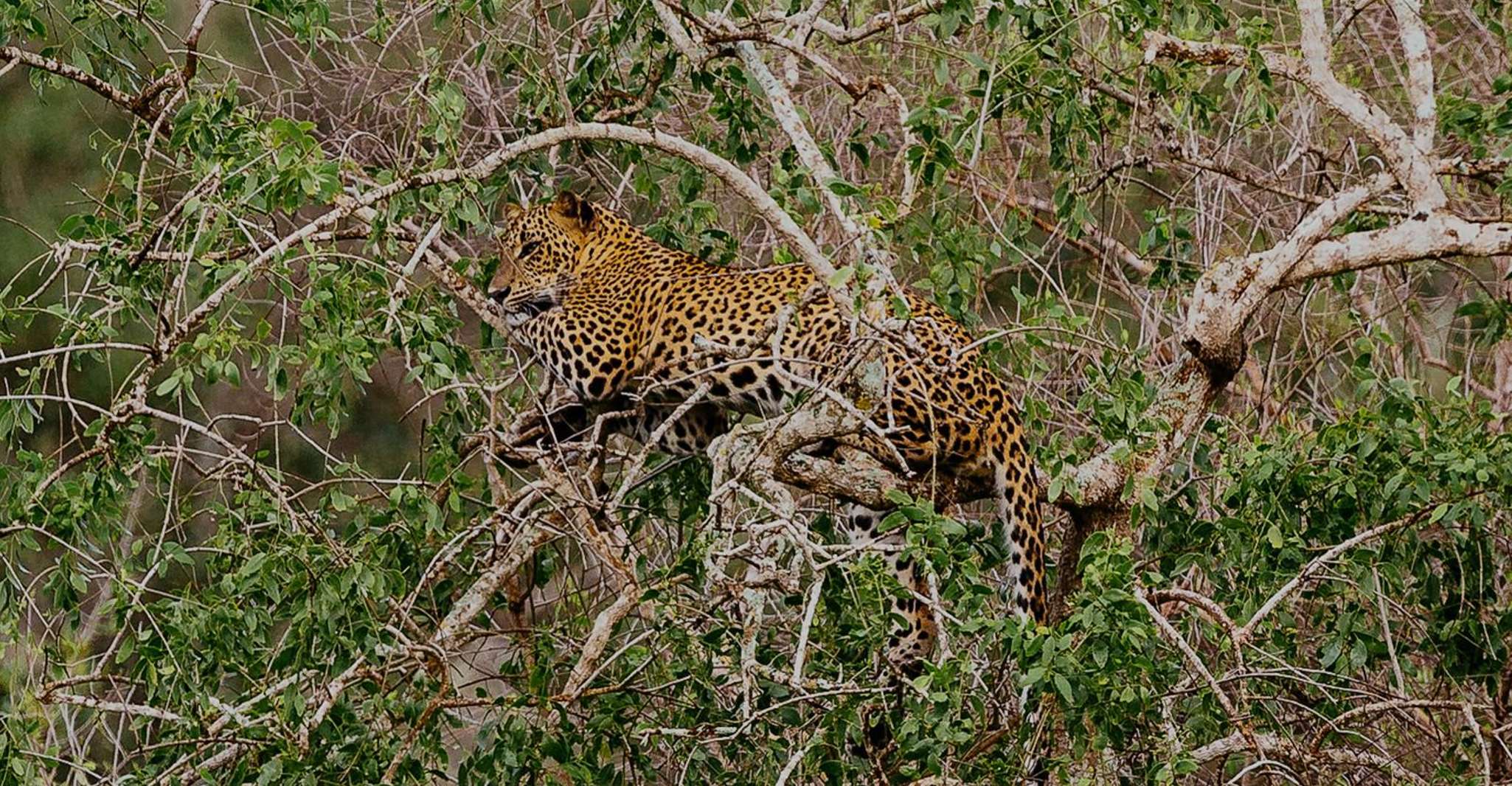 Yala National Park, Morgen oder Nachmittag Game Drive - Hizvo