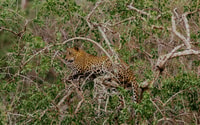 Yala National Park, Morgen oder Nachmittag Game Drive - Hizvo