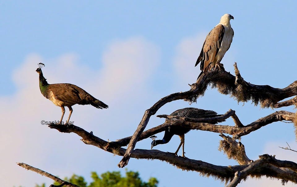 Yala National Park, Morgen oder Nachmittag Game Drive - Hizvo