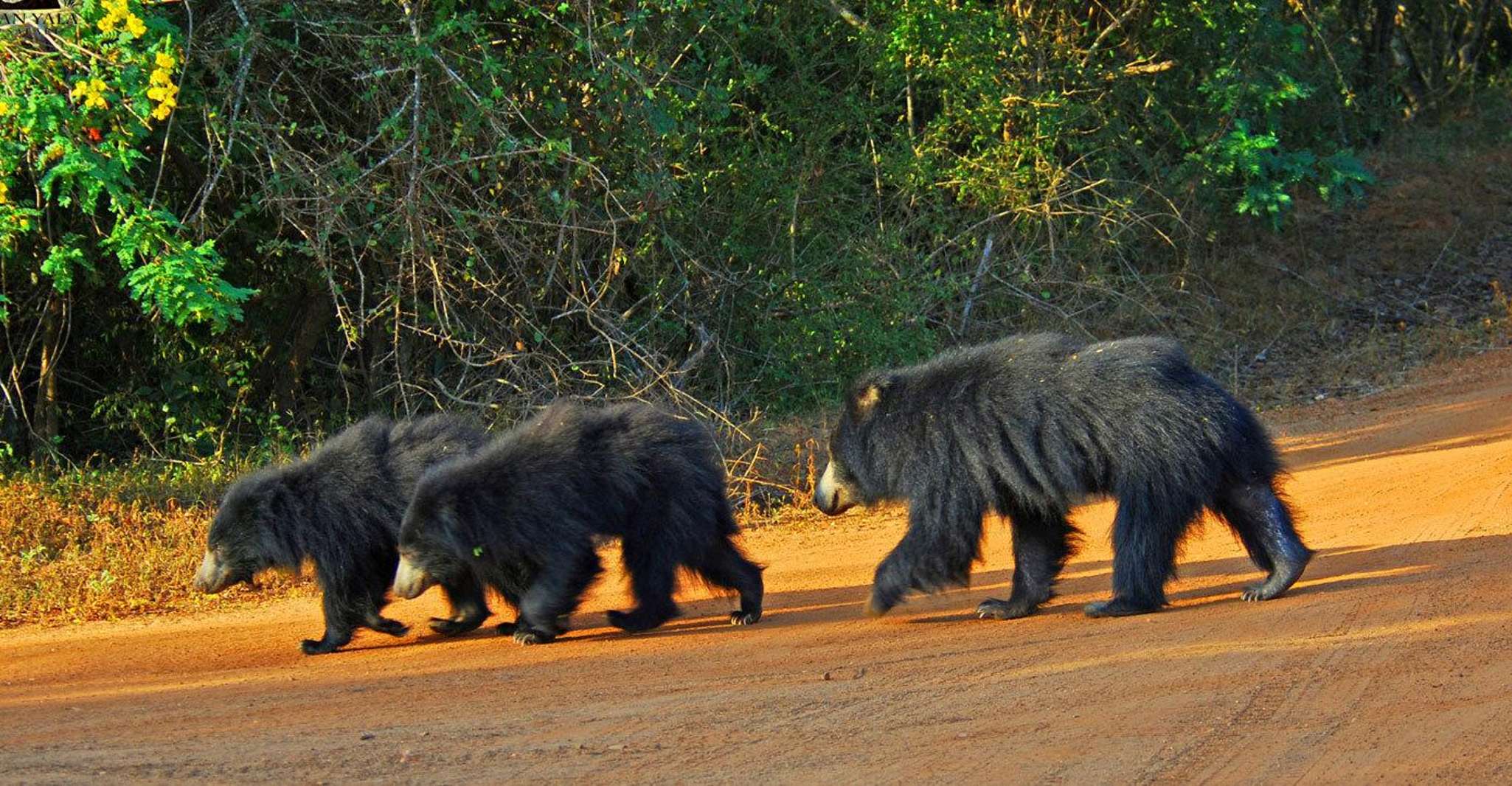 Yala National Park, Morgen oder Nachmittag Game Drive - Hizvo