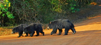 Yala National Park, Morgen oder Nachmittag Game Drive - Hizvo