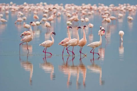 All-Inclusive Full-Day Safari at Bundala with Picnic Lunch
