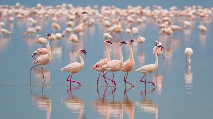 allinclusive fullday safari at bundala with picnic lunch