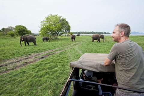 All-Inclusive Minneriya National Park Afternoon Safari