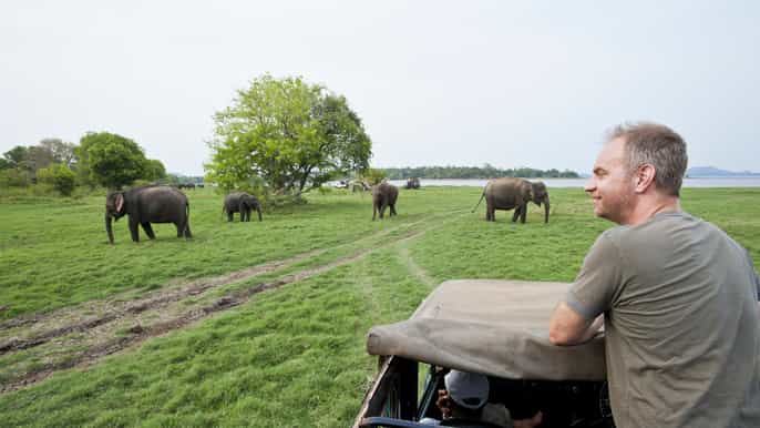 safari tout compris dans le parc national de minneriya laprèsmidi