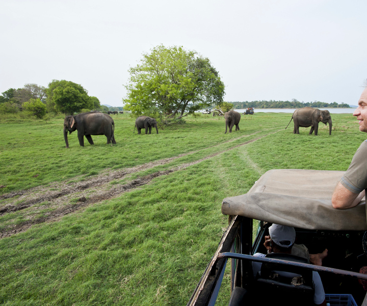 All-Inclusive Minneriya National Park Afternoon Safari