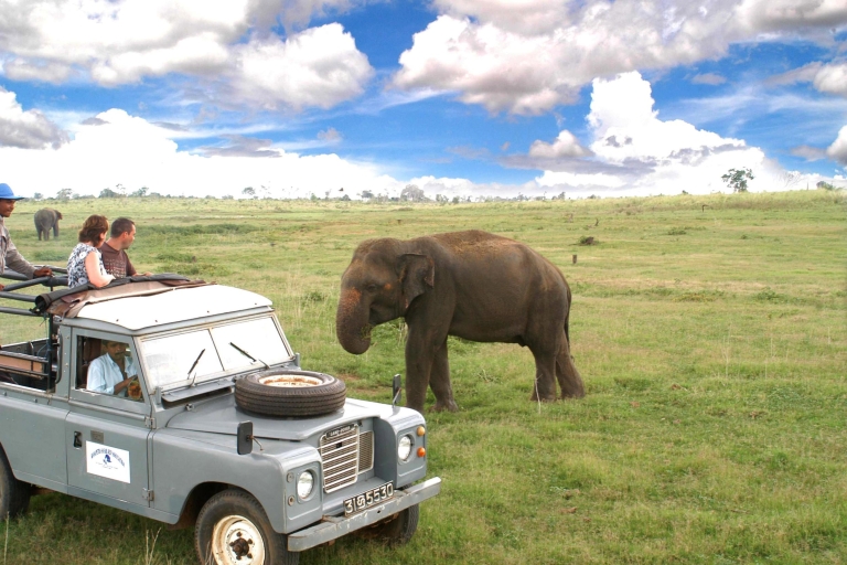 Safari por la tarde con todo incluido en el Parque Nacional Minneriya