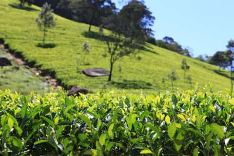 James Taylor's Tea Story Tour from Kandy