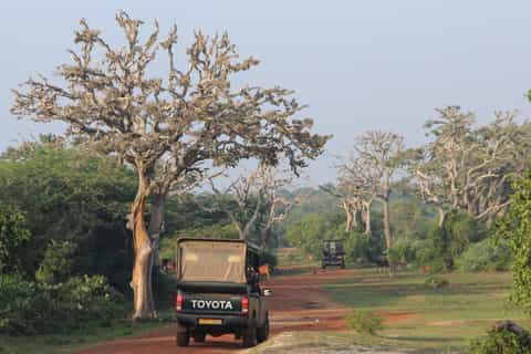 All-Inclusive Morning Game Drive at Bundala National Park