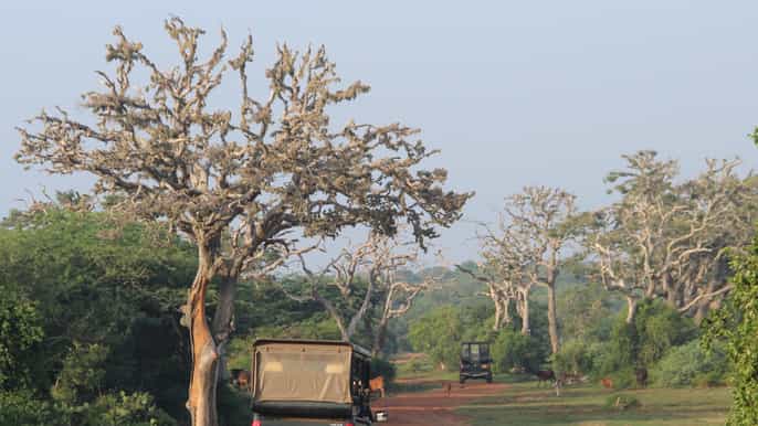 allinclusive morning game drive at bundala national park