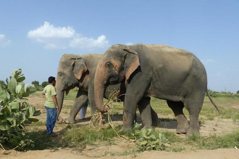 Jaipur: Amer fort, Hawa Mahal and Elefantastic Jaipur Tour