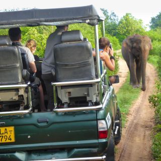 From Galle or Mirissa: Yala Safari with Lunch at Campsite