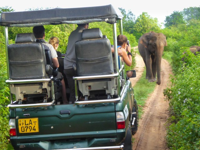 Visit From Galle or Mirissa Yala Safari with Lunch at Campsite in Hikkaduwa