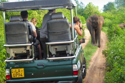 From Galle or Mirissa: Yala Safari with Lunch at Campsite