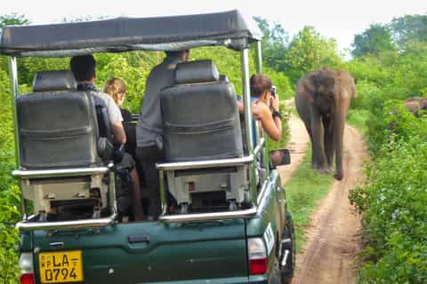 From Galle or Mirissa: Yala Safari with Lunch at Campsite