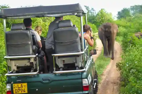 Galle or Mirissa: Private Yala Safari with Lunch at Campsite