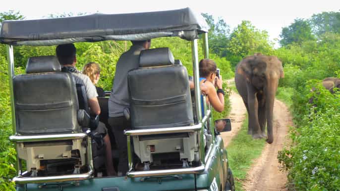 from galle or mirissa yala safari with lunch at campsite