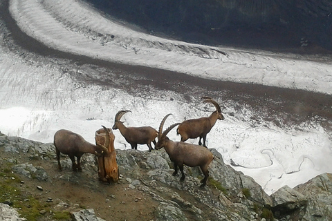 Da Zurigo: Tour di gruppo di Zermatt e del Cervino di un giorno intero