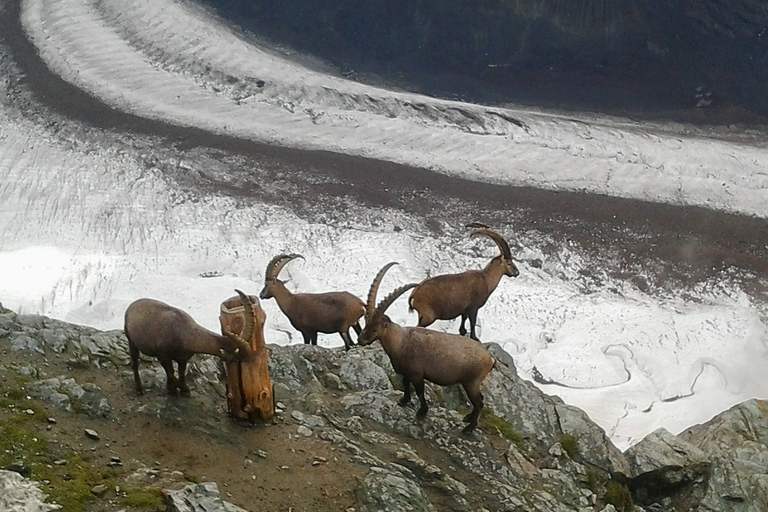 Zermatt et le Mont Gornergrat : Visite en petit groupe au départ de Zürich