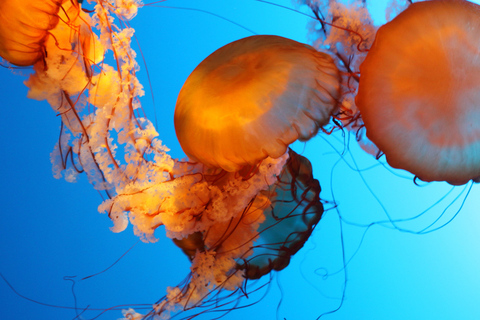 Aquarium de Vancouver : billet coupe-fileVancouver : billet coupe-file pour l'aquarium