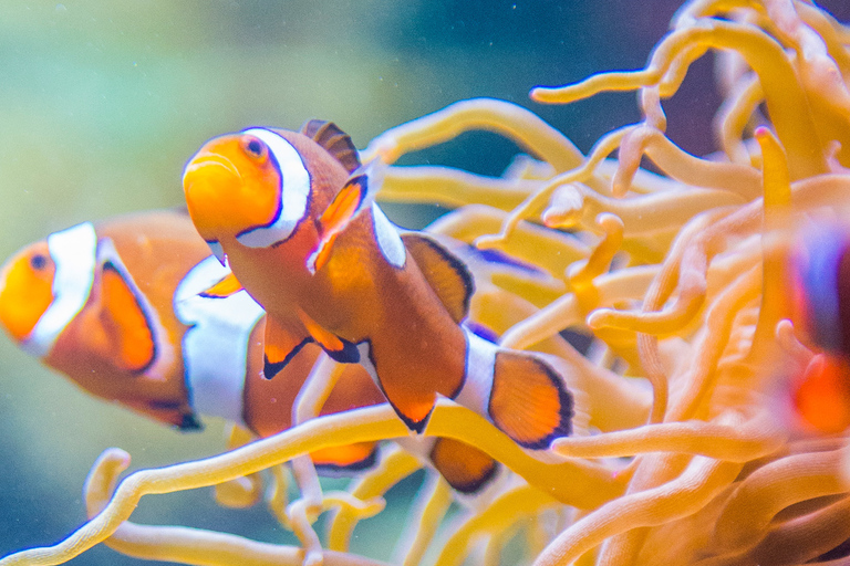 Aquarium de Vancouver : billet coupe-fileVancouver : billet coupe-file pour l'aquarium