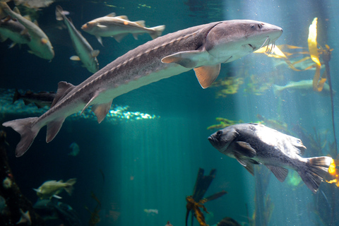 Aquarium de Vancouver : billet coupe-fileVancouver : billet coupe-file pour l'aquarium