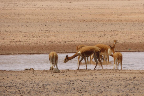 Cruz del Cóndor: a two-day guided tour from Puno Condor's Cross: a two-day guided tour from Puno
