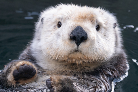 Aquarium de Vancouver : billet coupe-fileVancouver : billet coupe-file pour l'aquarium