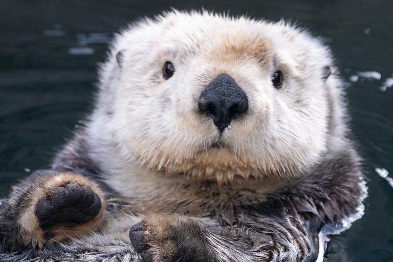 Aquarium de Vancouver : billet coupe-fileVancouver : billet coupe-file pour l'aquarium