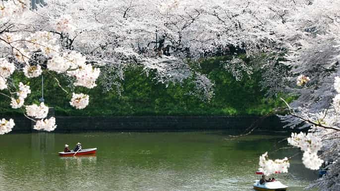 sakura a tokyo cherry blossom experience