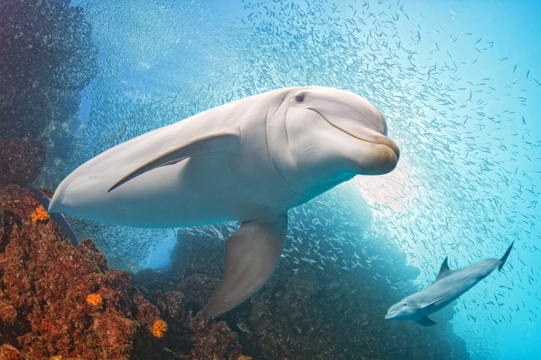 Sud de Grande Canarie : croisière de luxe en yacht en petit groupeCroisière en groupe de 4 heures l'après-midi