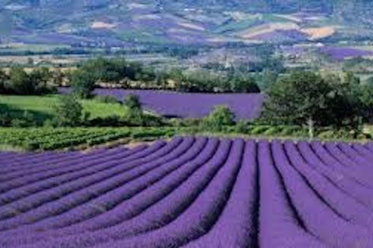 Ab Nizza: Ganztägige Lavendel-Tour durch die ProvenceGruppen-Tagestour auf Englisch, Französisch oder Spanisch