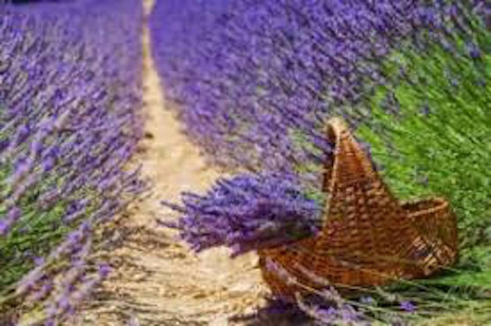 From Nice: Full-Day Provence and Lavender Tour