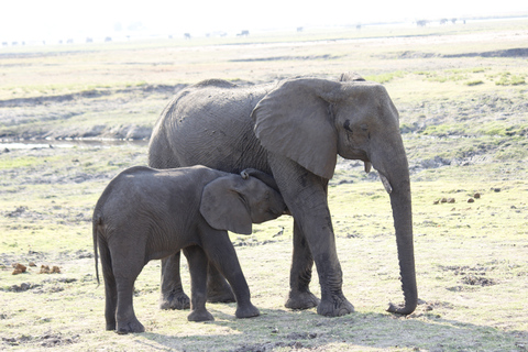 Chobe National Park: game drive, boottocht en lunch