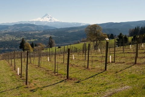 Portland: Columbia Gorge Wine and Waterfalls Day Tour Columbia Gorge Waterfalls & Wine