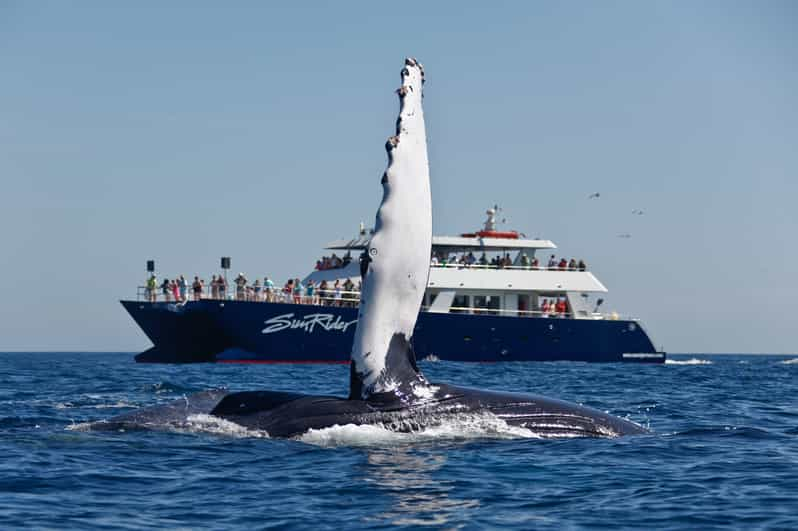 Cabo San Lucas: Whale Watching Tour with Buffet & Open Bar | GetYourGuide