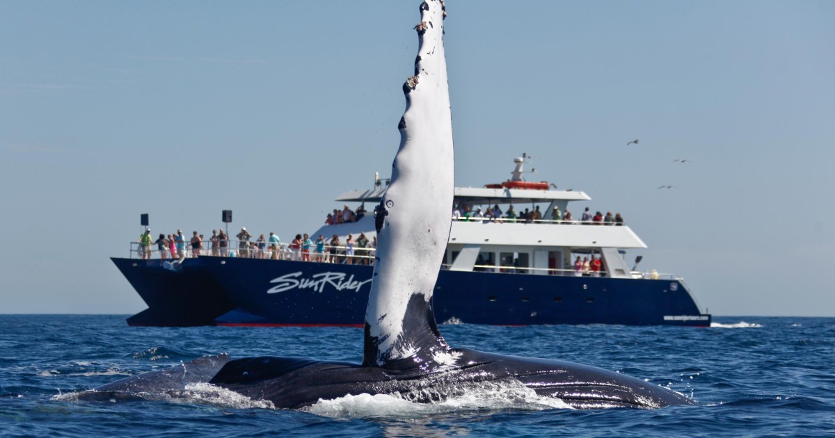 Cabo San Lucas: Whale Watching Tour with Buffet & Open Bar | GetYourGuide