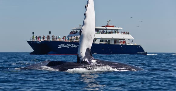 Cabo San Lucas: Whale Watching Tour with Buffet & Open Bar