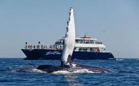 Cabo San Lucas: Whale Watching Tour with Buffet & Open Bar