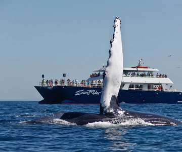 Cabo San Lucas: Whale Watching Tour with Buffet & Open Bar