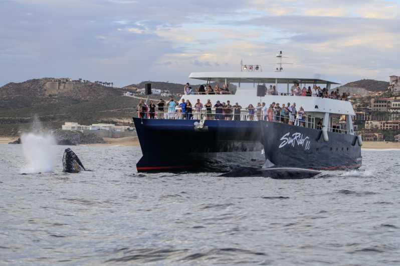 Cabo San Lucas: Whale Watching Tour with Buffet & Open Bar | GetYourGuide