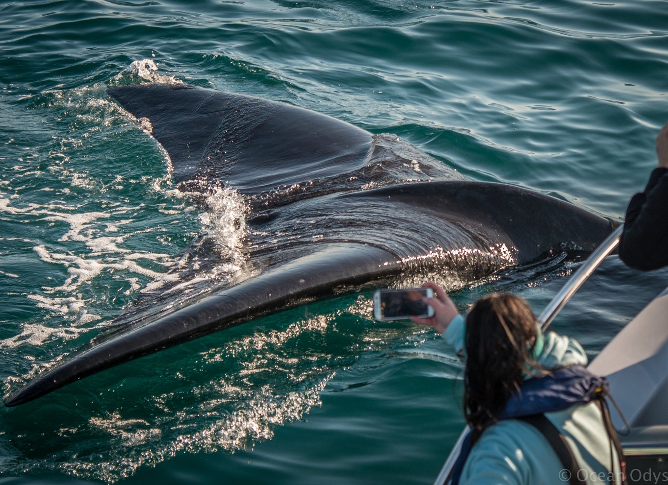 Knysna: Close Encounter Whale Watching Tour med bådtur