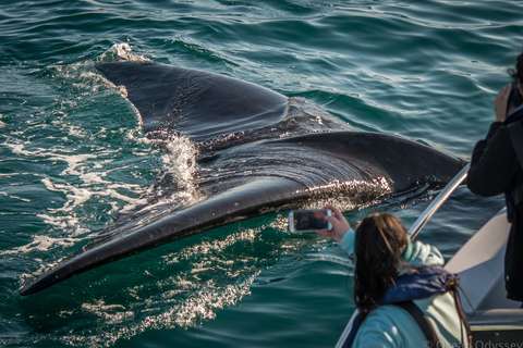 Knysna: Close Encounter Whale Watching Tour by Boat